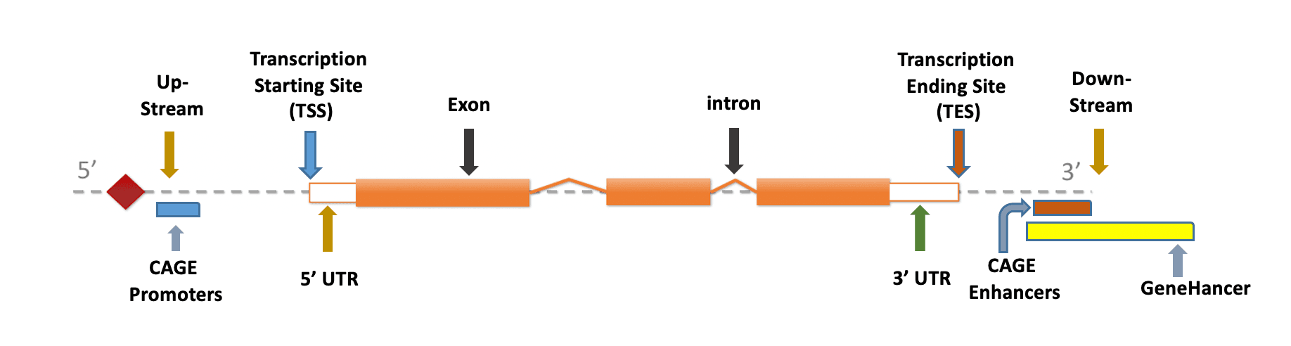 Graphical illustration of gene-based annotation showing exonic, intronic, intergenic, UTR, splicing, upstream, and downstream regions
